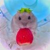 ham_starr